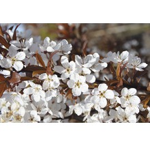 Blühender Zweig eines Zierbaums mit weißen Blüten