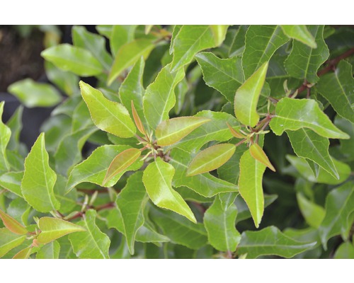 portugiesischer Kirschlorbeer FloraSelf Prunus lusitanica 'Brenelia' H 60-80 cm Co 6 L Nahaufnahme der Blätter einer Glanzmispel