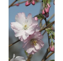 Nahaufnahme von rosa Zierkirschblüten und -knospen an einem Ast