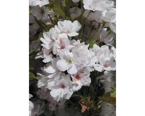 Säulen-Zierkirsche FloraSelf Prunus serrulata 'Amanogawa' H 60-100 cm Co 6 L Nahaufnahme von Kirschblüten