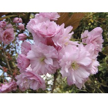 Nahaufnahme von rosa Zierkirschblüten