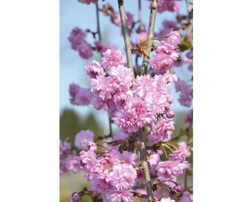 Hängende Nelkenkirsche FloraSelf Prunus serrulata 'Kiku-shidare-Zakura' H 80-100 cm Co 6 L Nahaufnahme eines Zierkirschbaums in voller Blüte