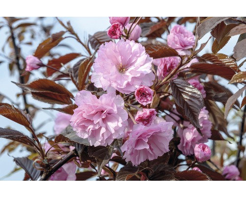 Nelkenkirsche FloraSelf Prunus serrulata 'Royal Burgundy' H 80-100 cm Co 6 L Blühender Zierkirschbaum mit rosa Blüten