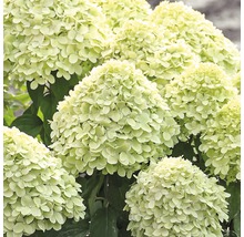 Rispenhortensie mit Blütenständen