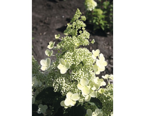 Rispenhortensie FloraSelf Hydrangea paniculata 'Magical Himalaya' H 50-60 cm Co 6 L Rispenhortensie mit Blütenstand