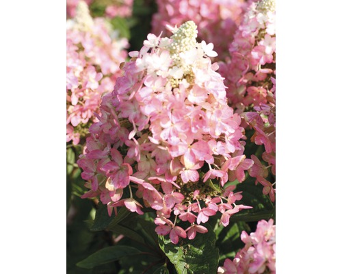 Rispenhortensie FloraSelf Hydrangea paniculata 'Magical Vesuvio' H 50-60 cm Co 6 L Nahaufnahme einer rosa Rispenhortensie