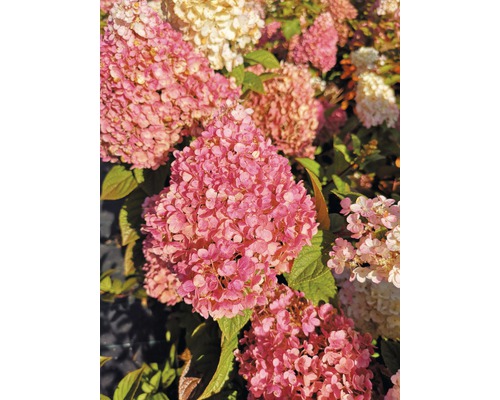 Rispenhortensie FloraSelf Hydrangea paniculata 'Pinky Winky' H 40-60 cm Co 6 L Nahaufnahme von rosa und weißen Hortensienblüten im Garten.
