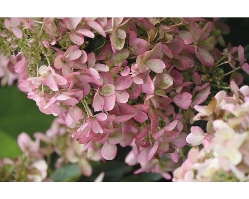 Rispenhortensie FloraSelf Hydrangea paniculata 'Wim's Red' H 50-60 cm Co 6 L Nahaufnahme einer rosa Hortensienblüte