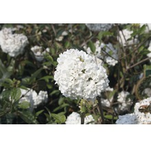 Blütenstand eines Schneeballs im Garten