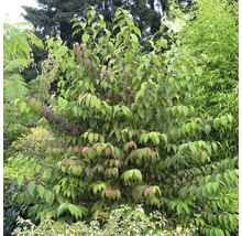 Blühender Hartriegelstrauch im Garten.