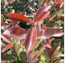 Glänzende, immergrüne Glanzmispelhecke für den Garten