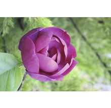 Magnolie FloraSelf Magnolia 'Black Tulip' H 100-125 cm Co 10 L
