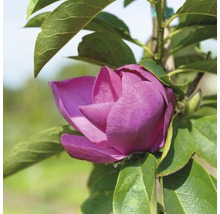 Magnolie FloraSelf Magnolia 'Cleopatra' H 100-125 cm Co 10 L