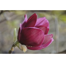 Nahaufnahme einer Magnolienblüte