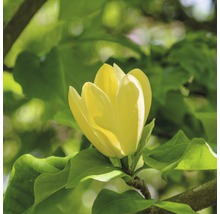 Magnolie FloraSelf Magnolia 'Yellow Bird' H 100-125 cm Co 10 L
