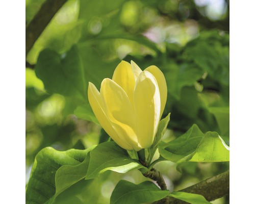 Magnolie FloraSelf Magnolia 'Yellow Bird' H 100-125 cm Co 10 L