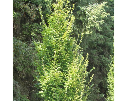 Säulen-Hainbuche FloraSelf Carpinus betulus 'Fastigiata' H 60-80 cm Co 6 L