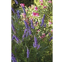 Blühender Mönchspfeffer im Garten