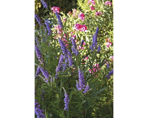 Mönchspfeffer FloraSelf Vitex 'Blue Puffball' H 40-50 cm Co 4,5 L Blühender Mönchspfeffer im Garten