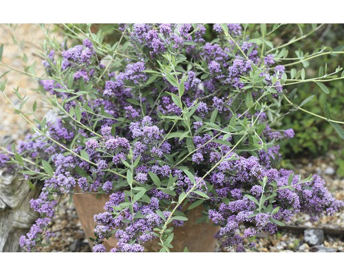 Sommerflieder FloraSelf Buddleja alternifolia 'Unique' H 60-80 cm Co 4,5 L