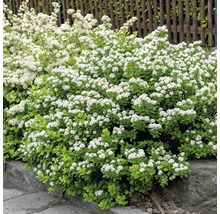 Blühender Spierstrauch im Garten