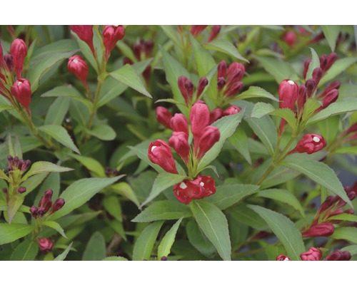 Weigelie FloraSelf Weigela florida 'All Summer Red' H 80-100 cm Co 10 L