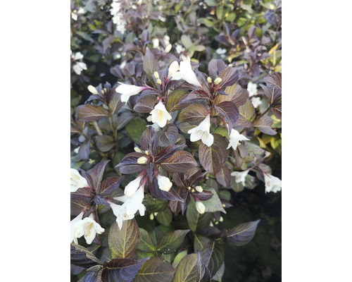 Weigelie FloraSelf Weigela florida 'Ebony and Ivory' H 80-100 cm Co 10 L