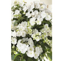 Girlanden-Hortensie FloraSelf Hydrangea Runaway Bride ® 'Snow White' H 50-60 cm Co 6 L