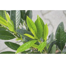 Kirschlorbeer FloraSelf Prunus laurocerasus 'Renault Ace' H 80-100 cm Co 18 L