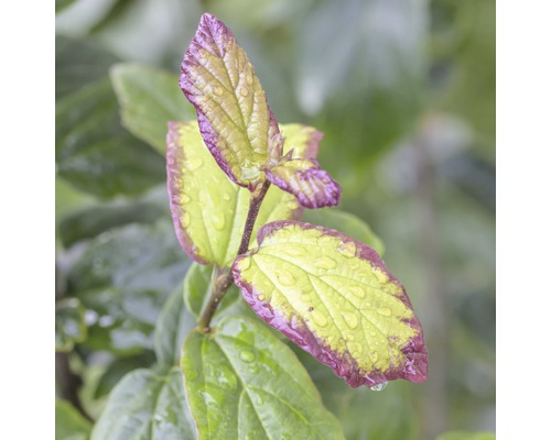 Eisenholzbaum FloraSelf Parrotia persica 'Persian Spire' H 60-80 cm Co 6 L