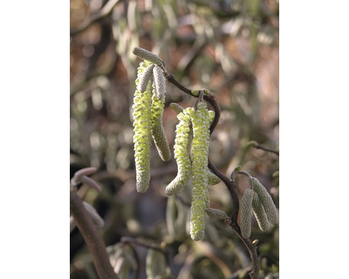 Korkenzieher-Hasel FloraSelf Corylus avellana 'Contorta' Halbstamm 125 cm H 150-175 cm Co 18 L