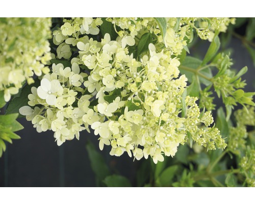 Rispenhortensie FloraSelf Hydrangea paniculata 'Magical Matterhorn' H 50-60 cm Co 6 L