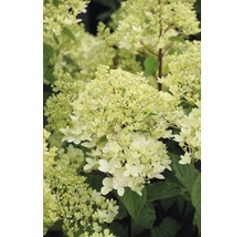 Rispenhortensie mit Blüten