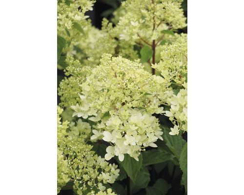 Rispenhortensie FloraSelf Hydrangea paniculata 'Magical Andes' H 50-60 cm Co 6 L Rispenhortensie mit Blüten