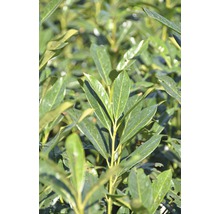 Kirschlorbeer FloraSelf Prunus laurocerasus 'Elly' H 80-100 cm Co 18 L