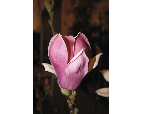 Magnolie FloraSelf Magnolia 'Satisfaction' H 100-125 cm Co 10 L