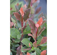 Photinia-Pflanze mit Blättern
