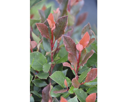 Photinia-Pflanze mit Blättern