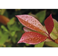 Nahaufnahme von Photinia Blättern mit Wassertropfen