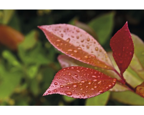Nahaufnahme von Photinia Blättern mit Wassertropfen