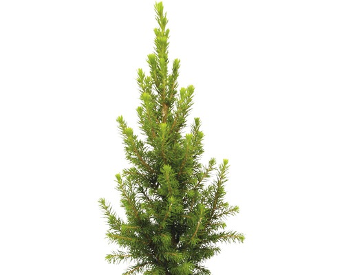 Junge Fichte im Topf