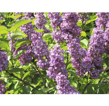 Nahaufnahme von lila Fliederblüten im Garten.