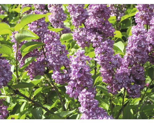 Nahaufnahme von lila Fliederblüten im Garten.