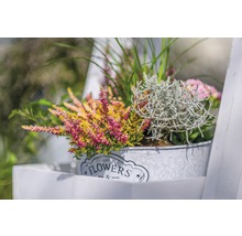 Dekorative Heidepflanzen in einem Metalleimer mit der Aufschrift Blumen