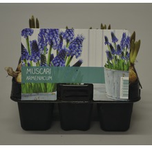 Sechs Blaue Traubenhyazinthen Muscari armeniacum in einer Kunststoffverpackung