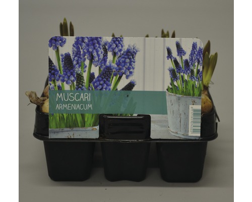 Sechs Blaue Traubenhyazinthen Muscari armeniacum in einer Kunststoffverpackung