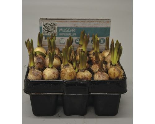 Armenische Traubenhyazinthen im Anzuchtbehälter