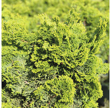 Kleine Muschelzypresse Chamaecyparis obtusa 'Nana Gracilis' H 25-30 cm Co 6 L