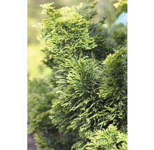 Nahaufnahme einer Hinoki-Scheinzypresse