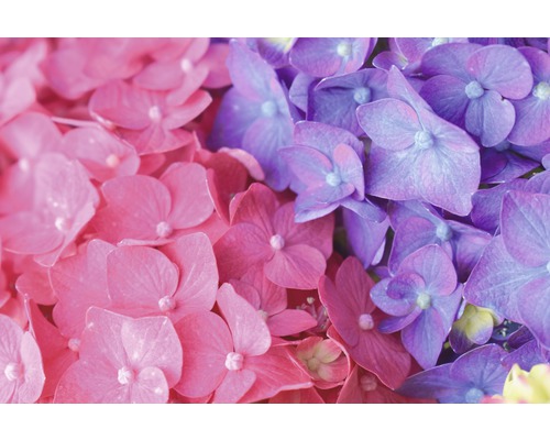 Nahaufnahme von Hortensienblüten